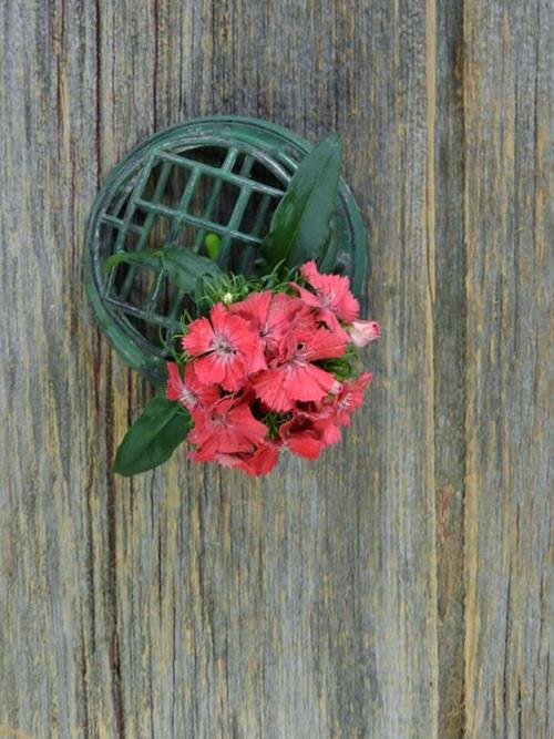 GYPSY SALMON CORAL DIANTHUS